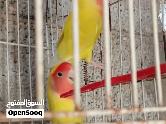 كوبيه بركديلو فيس حمرة ربي يبارك
