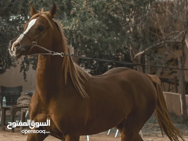 حصان عربي اصيل