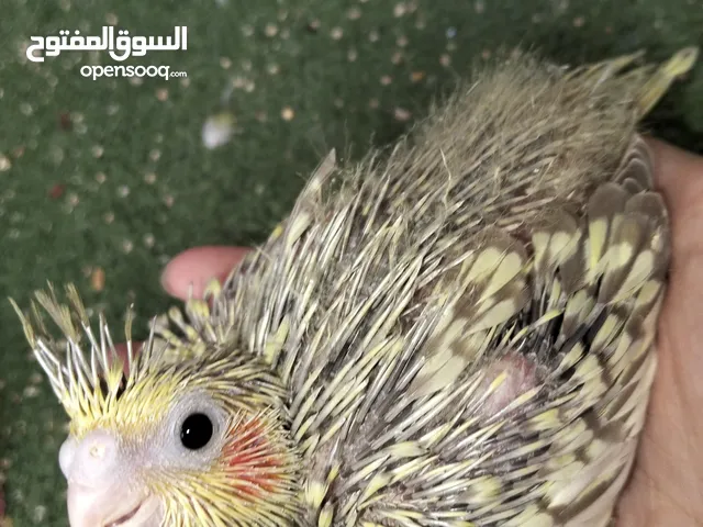 فرخ كوكتيل ايزابيل للزق اليدوي