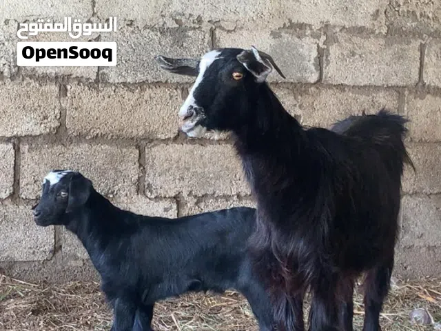 شاه وتحتها جدي الله يبارك تصلح حل تربيه