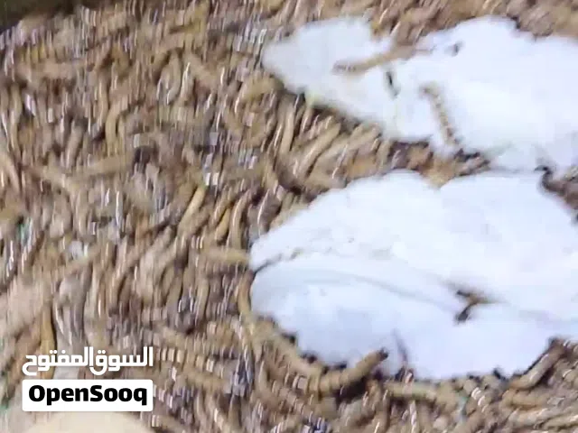 دود قبابي الحجم الكبير  والوسط