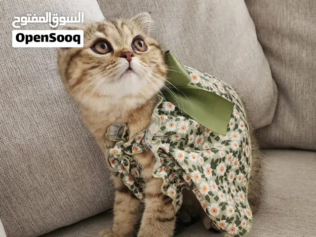 Female Kitten Scottish Fold British 4 months