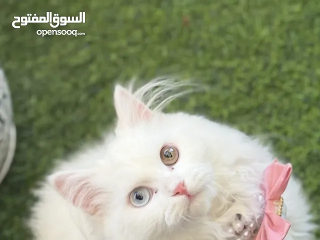 قطة شيرازي مع اغراضها