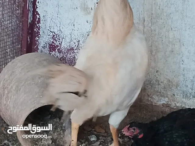 زوج جاج باكستاني حر نخب