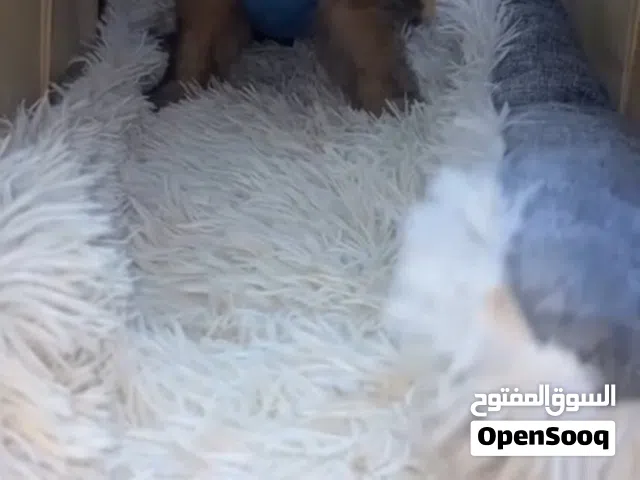شواوه و مالتيز لعوبين متبقي منهم 4 العمر ما يقارب شهرين و نص