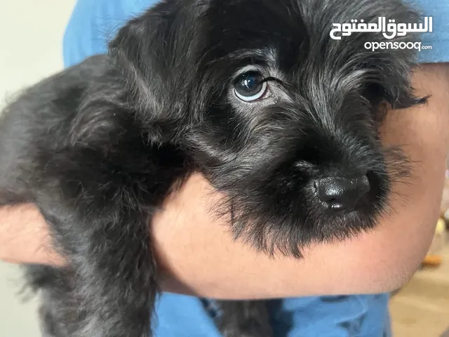 2 months and 22 days old Havanese puppy for adoption