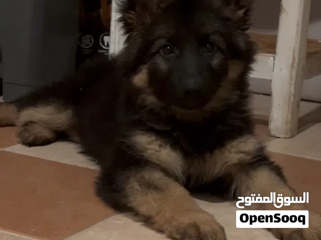 German shepherd showline long hair XL
