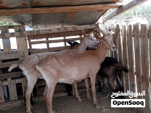 زوز معزه افرنساويات ربي بارك للبيع