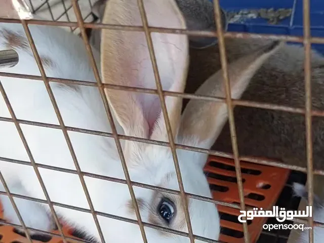ارانب هجين بابيون الماني بصحه ممتازه ونظافه