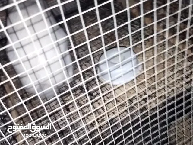 ابحث عن ارنب انثى