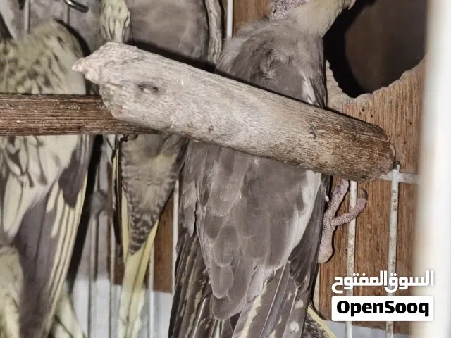 فرخين كوكتيل