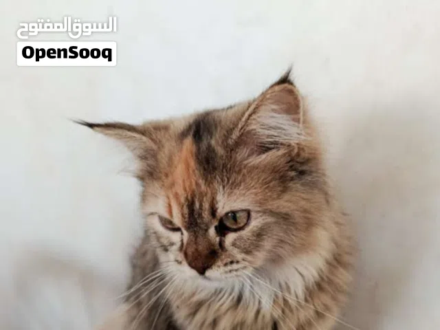 i need 1 omr every body help me please