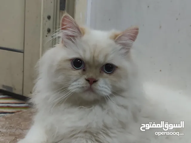 قط ابيض وجميل وعيناه لونها ازرق للتبني