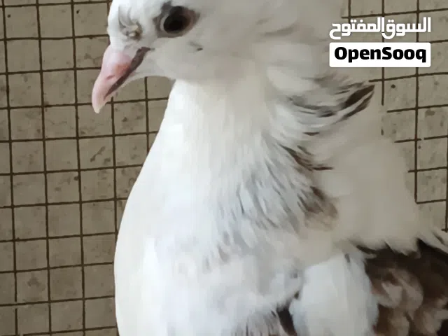 Male or femail