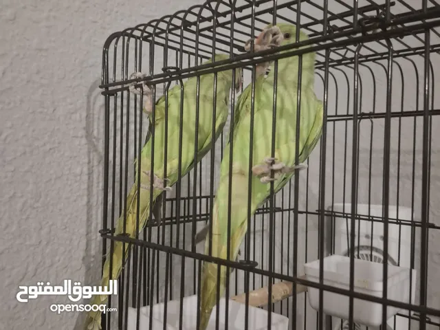 بغبغانات درة هندي اخضر