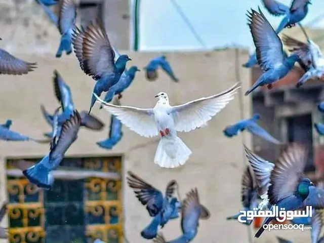 عشر جواز كله شغال ومكفول