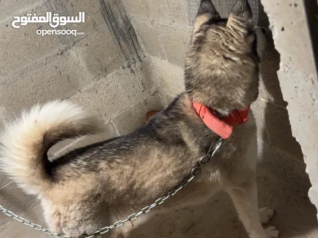 كلب هسكي ل البيع