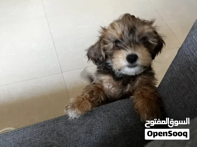 Teddy bear puppy