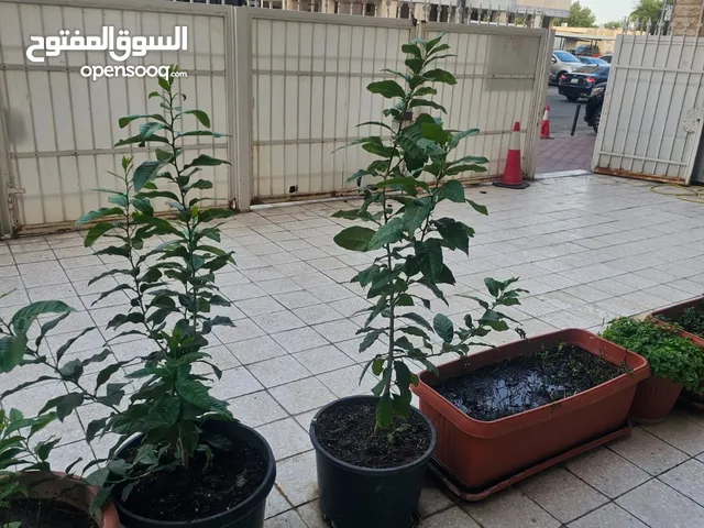 حدائق وأشجار  شكله برتقال عمر واحد سنه