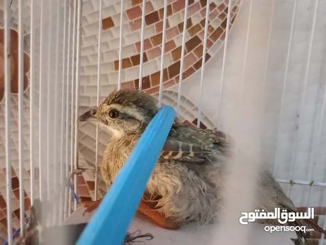 بيع صفرد عماني