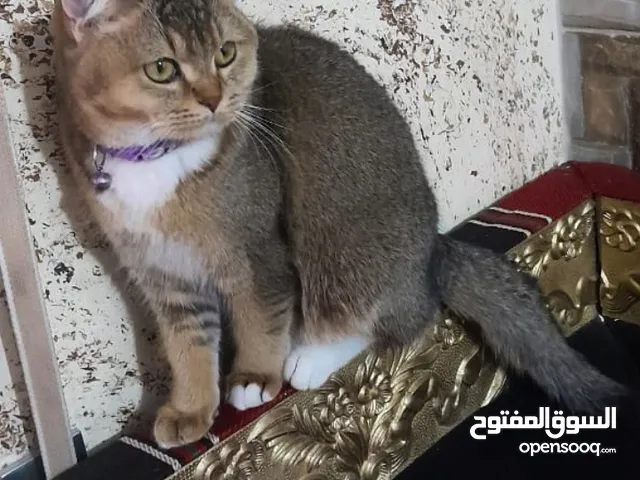 قطط  للبيع