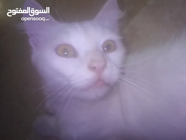 قطة شيرازي للبيع حامل