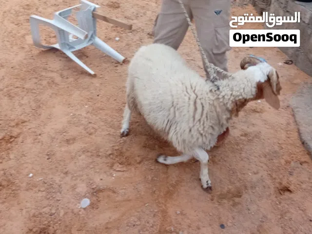 خروف عيد للبيع عمره 8شهزر