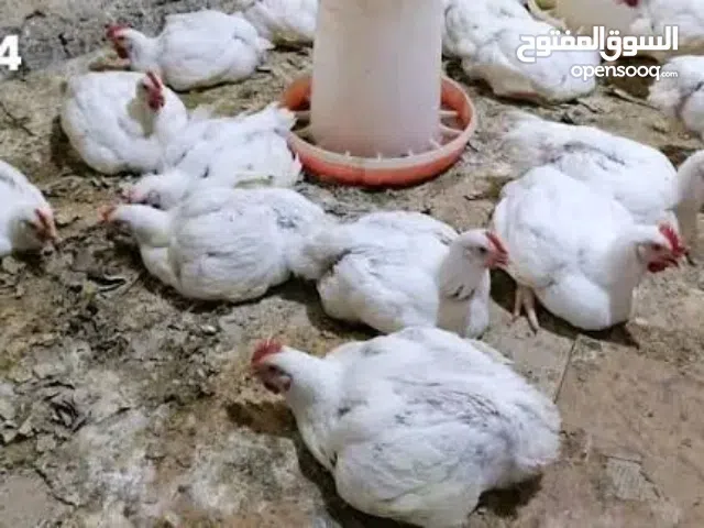 دجاج ميت للكلاب والقطط  توصيل مجانا نضيف ومابي ريحه عنواني بصره