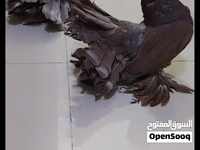 زوج شامسي حجم جانبو ماشاء الله