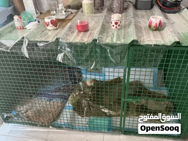 قفص كبير ينفع للطيور وقطط او كلب بحاله ممتازه ماستعملتها الا يوم بسبب ضيق المكان