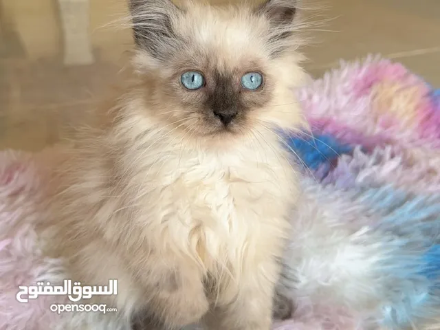 Himalayan Kitten