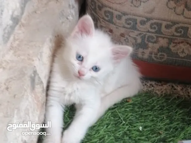 قطط شيرازي عمر 50 يوم