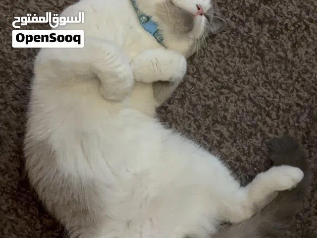 قط راغدول للبيع