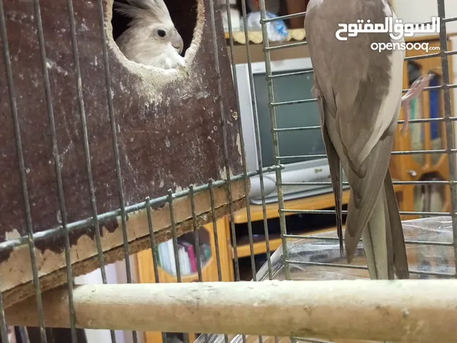 جوز كوكتيل وايت فيس  حبات حجب سوبر جامبو مع قفص كاسكو كبير  حجم جامبو  بصلاه على النبي قابل للتفاوض