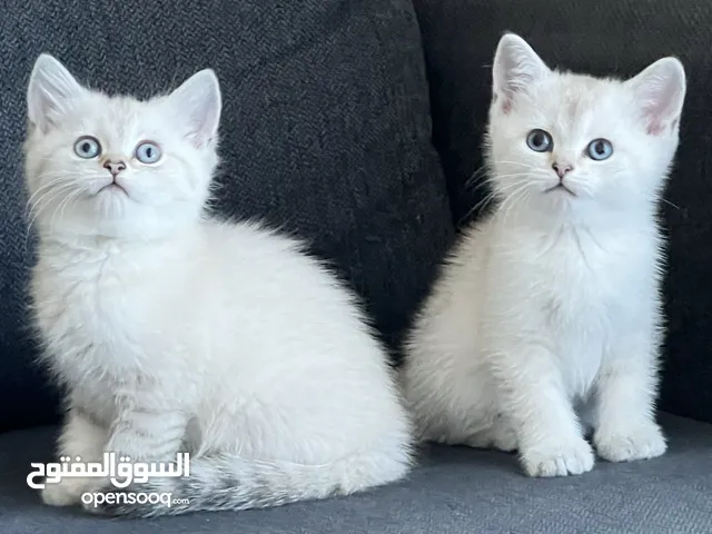Kitten! White kittens Gray kittens and Golden/Brown kittens!