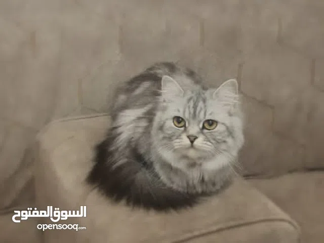 قطة شيرازي للتبني