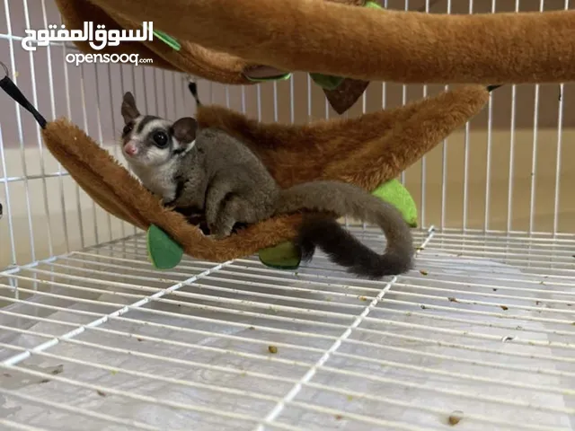 Sugar glider for sale