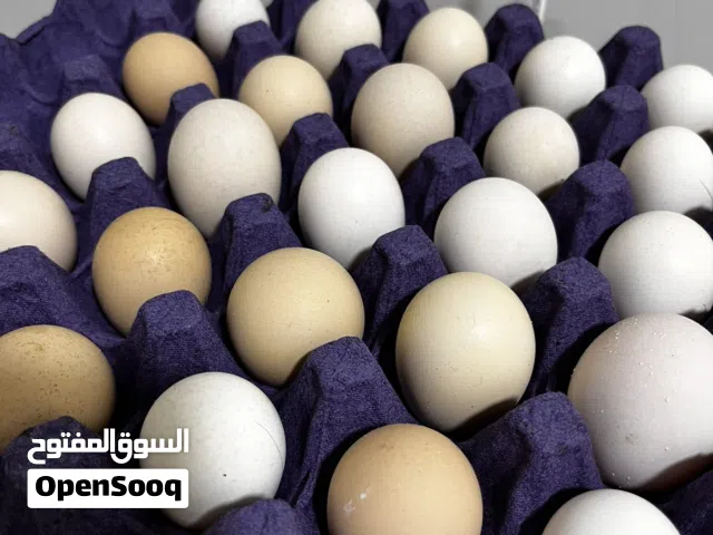 بيض دجاج تفقيس