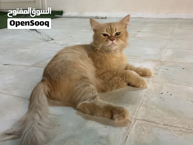 قطه شيرازيه