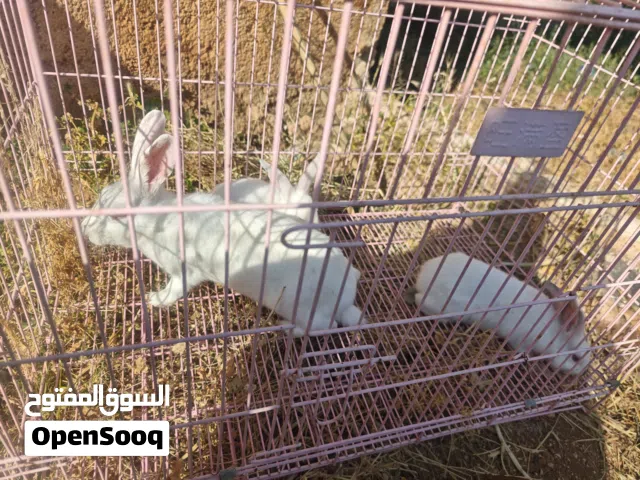ذكر وانثي عمر 3اشهر ونص وانثى عمر سنه