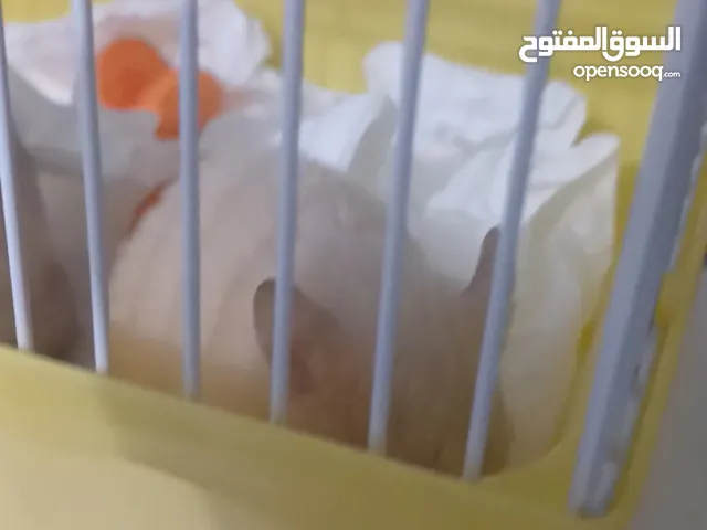 هامستر سوري
