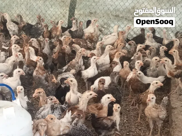 صيصان دجاج مهجن