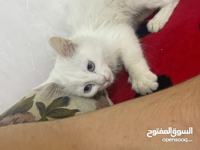 قطه شيرازي للبيع العمر من 7_12 شهر