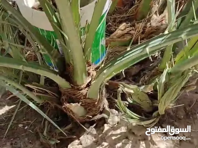 افراخ (فسائل) نخل برحي