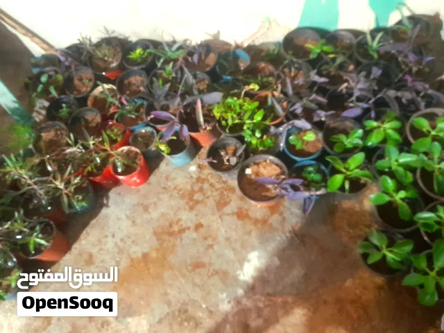 سعر 5 قروش الشتله  بقدوم شهر رمضان الكريم  للبيع كامل حوالي 100 قوار