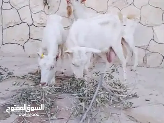 اصلي  سويسري (سانين)