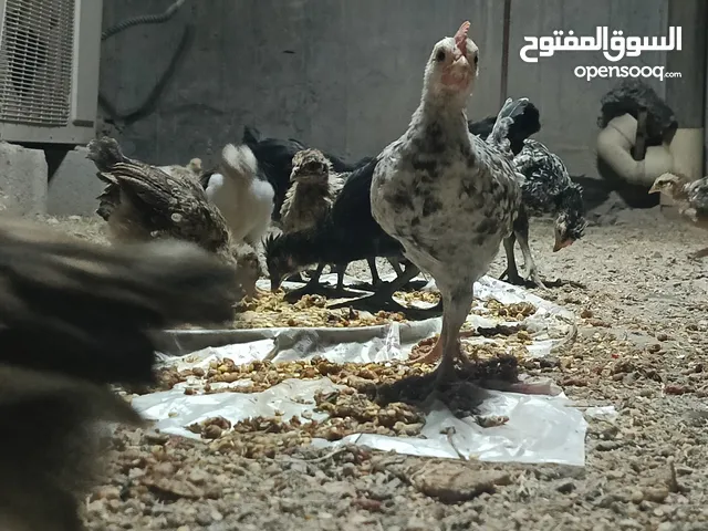 السلام عليكم متوفر دجاج عرب العمر شهرين ونص سعر الزوج 8 ومتوفر عمر شهرين سعر الزوج 6الاف