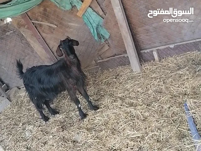 شاه جبيله للبيعللبيع