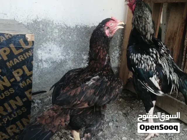 دجاجه ميوالي للبيع