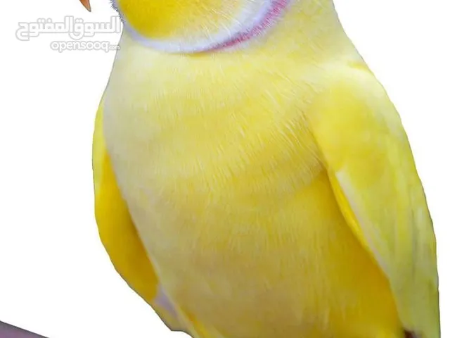 مطلوب لوري او متو متكلم مربي و اليف